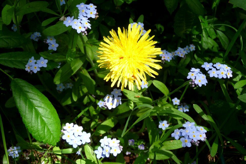 Blue flower meadow wildflowers photo