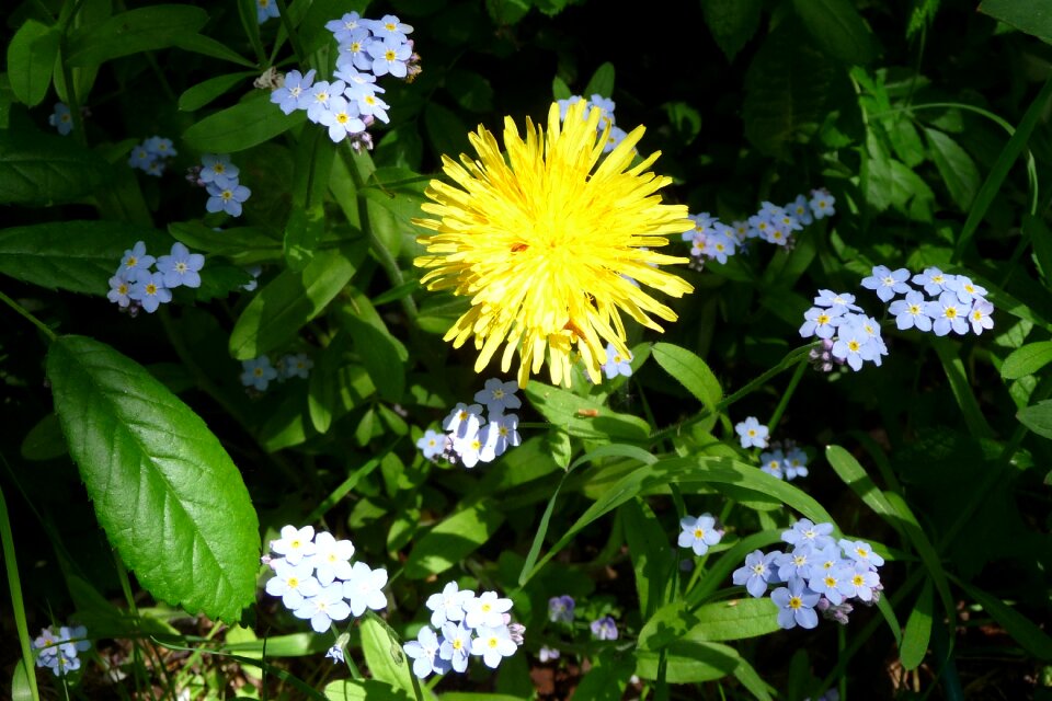 Blue flower meadow wildflowers