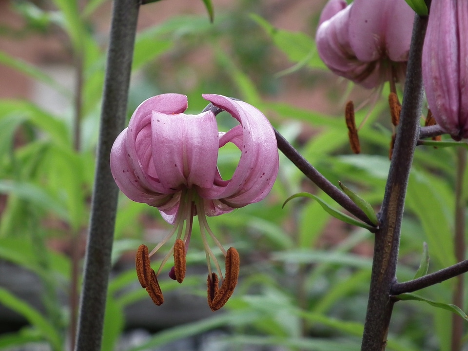 Purple flowers garden