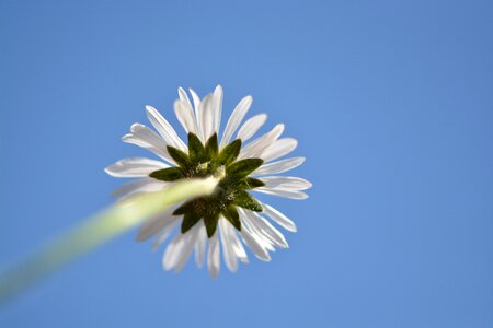 Flower white plant photo