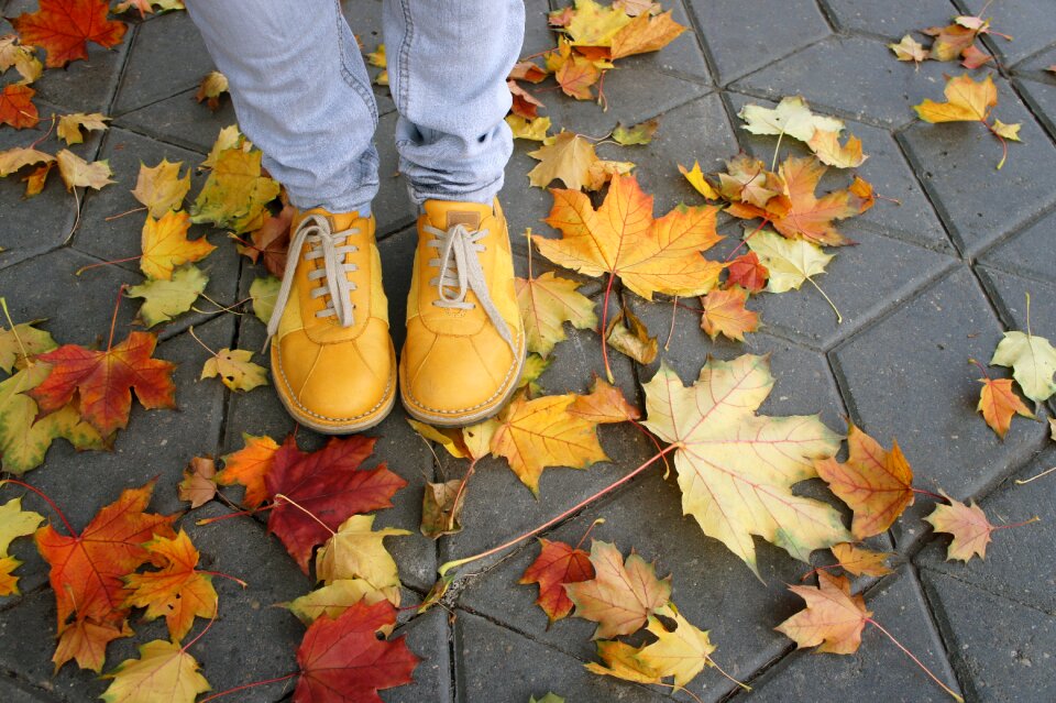 Leaves street pavement