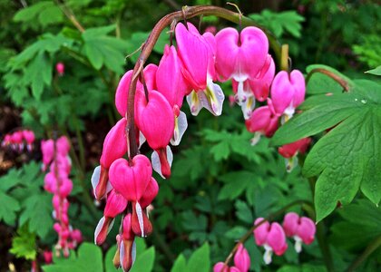 Pink green heart photo