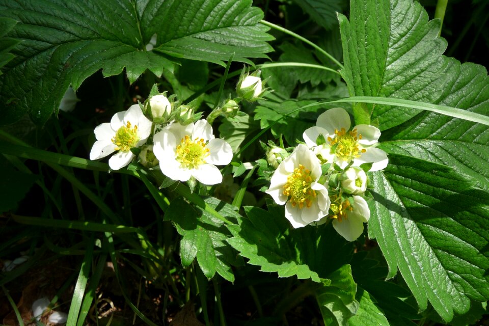 Bloom close up strawberry plant