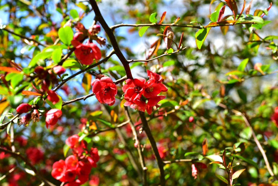 Plant close up blossom