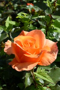Orange may hangang park