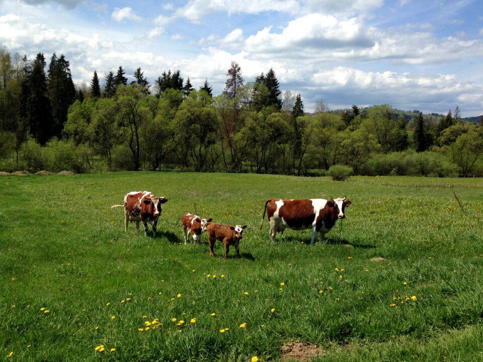 Pasture land meadow spotted