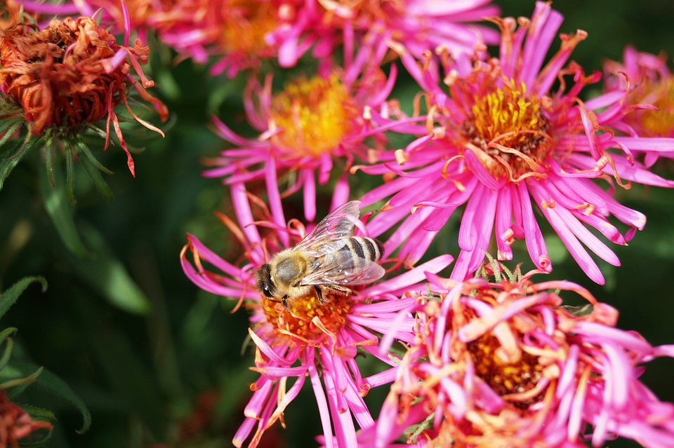 Blossom bloom honey bee