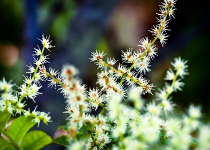 Nature spring blossom