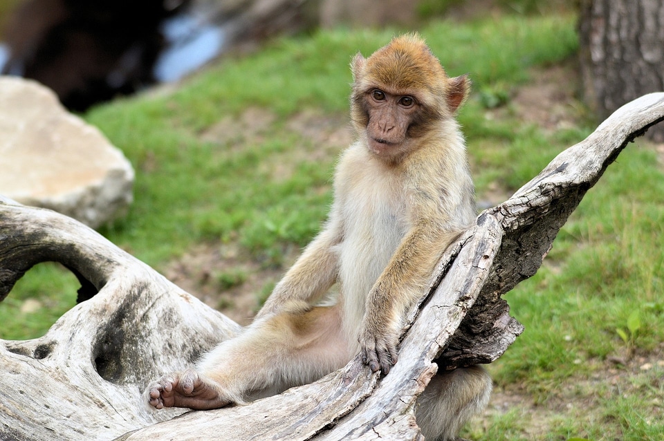 Series primate animal