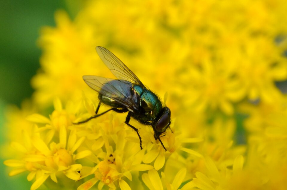 Fly yellow food