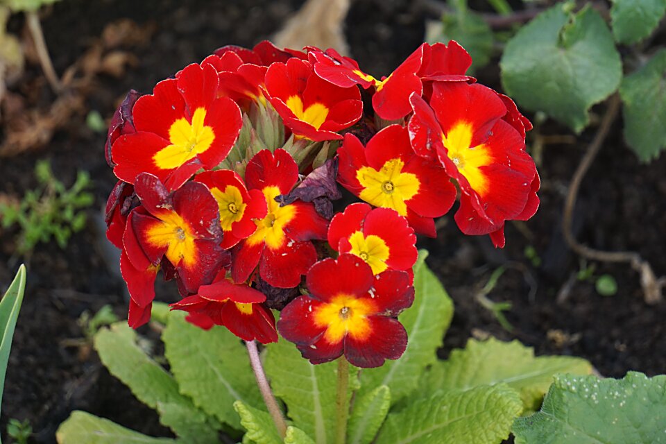 Flowering colors blossomed