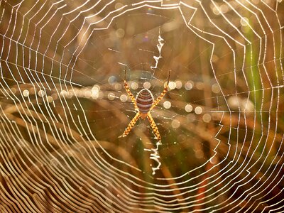 Morning arachnid striped