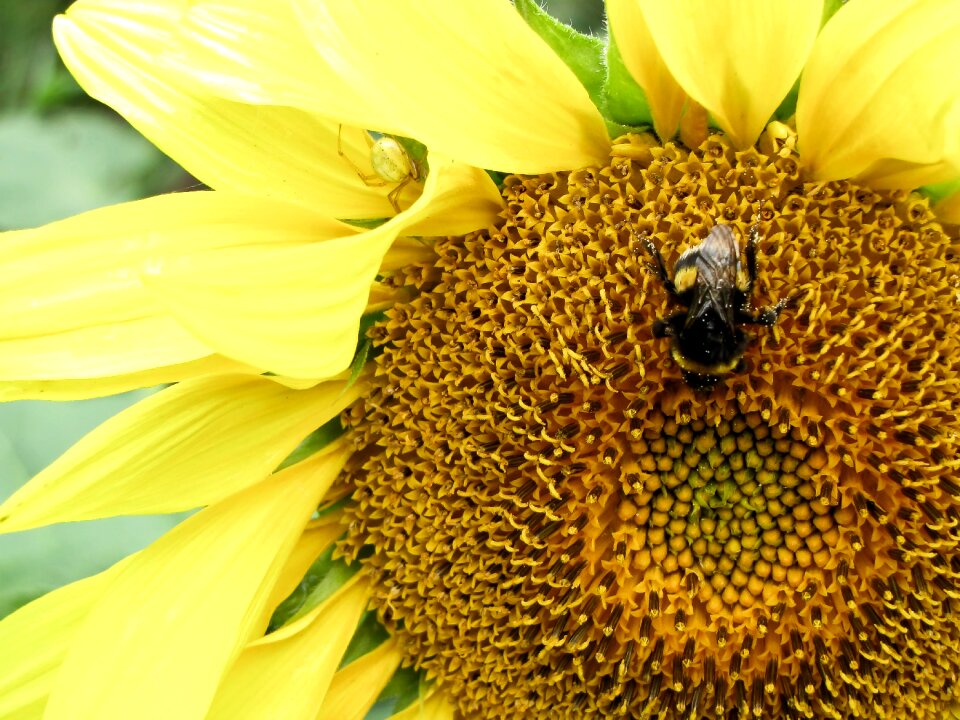 Spider hummel sunflower