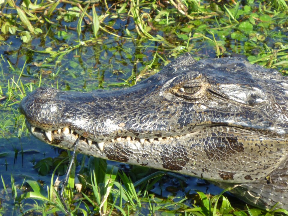 Yacaré estuaries wetland