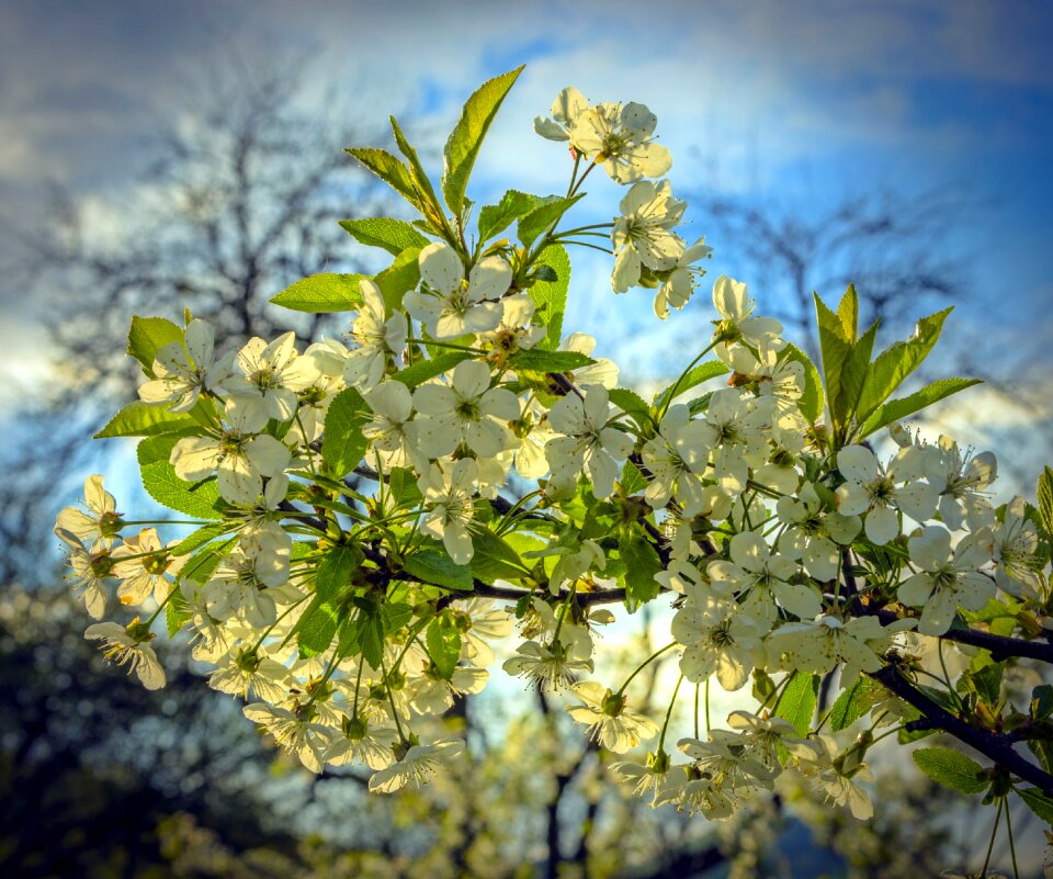 Flower nature apple