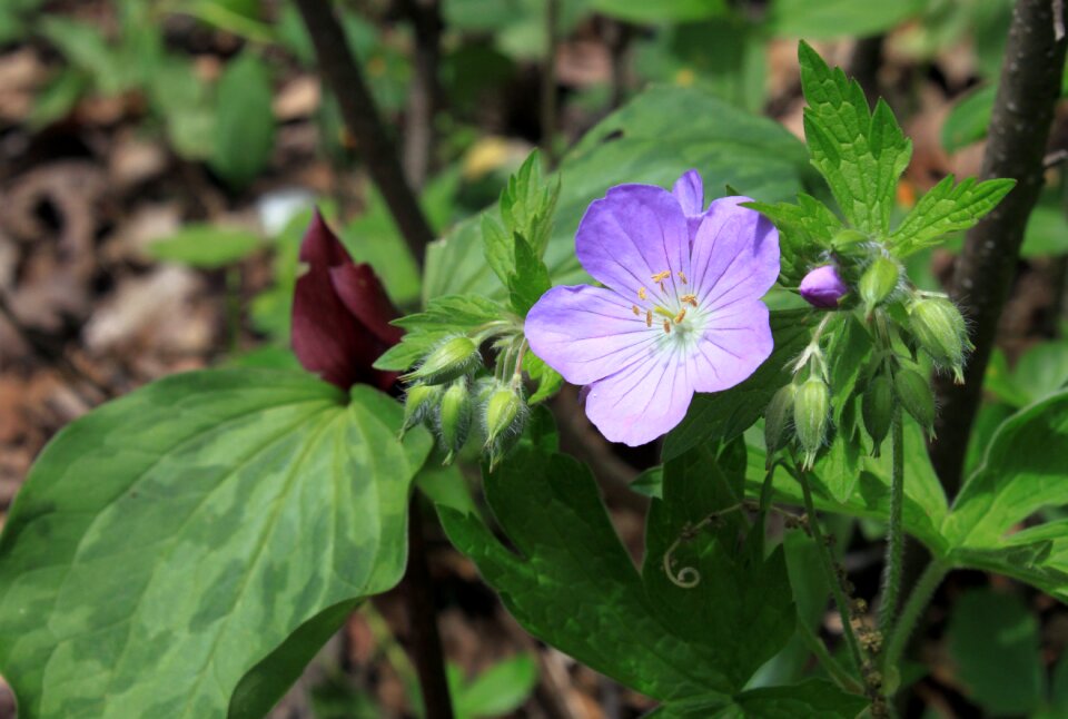 Purple native nature