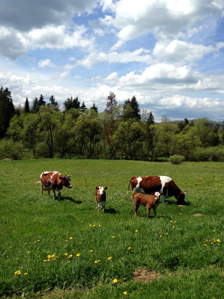 Meadow spotted mountains