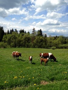 Meadow spotted mountains
