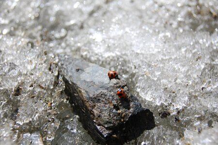 Beetle altai mountains