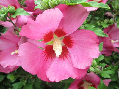 Rose plant pink