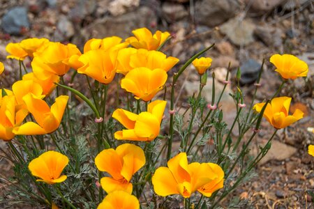Plant yellow flowers tenerife