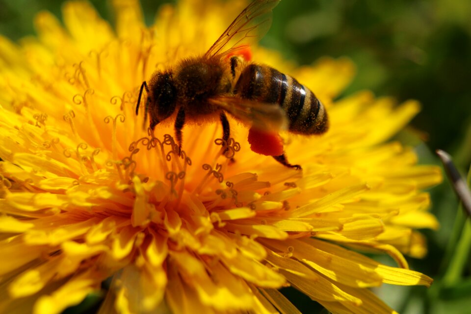 Spring insect flower