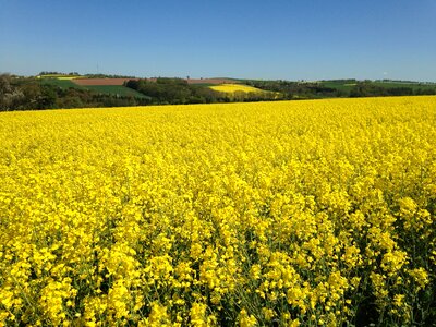 Oilseed rape field of rapeseeds Free photos