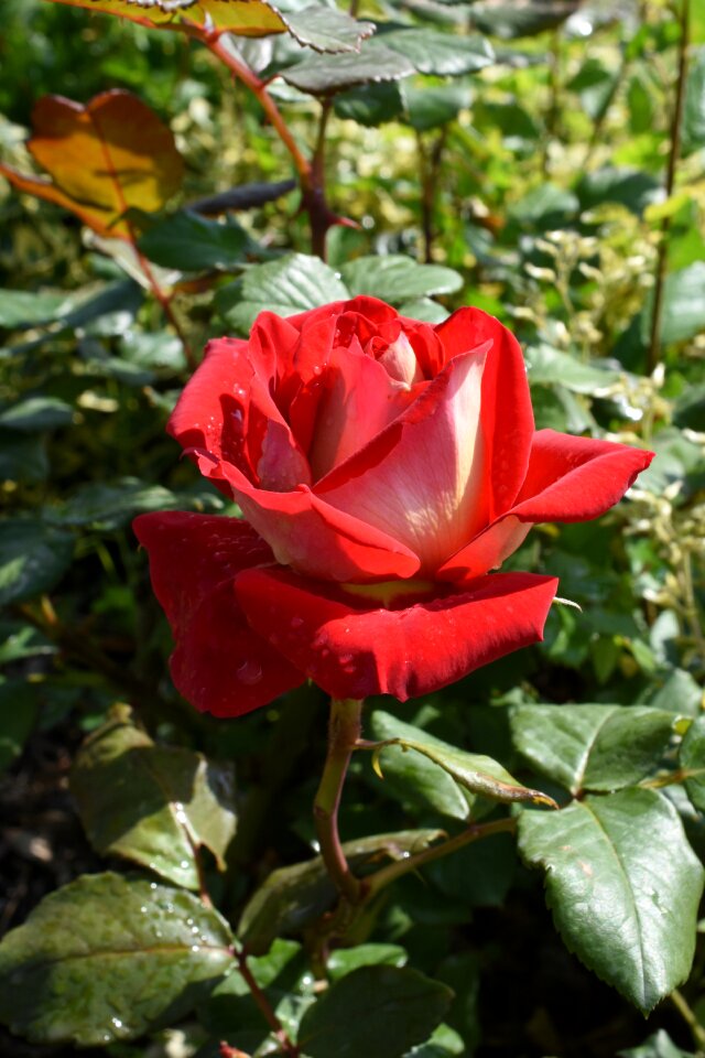 Red may hangang park