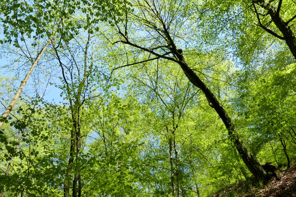 Forest tree nature