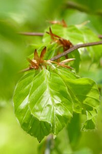 First leaves spring green