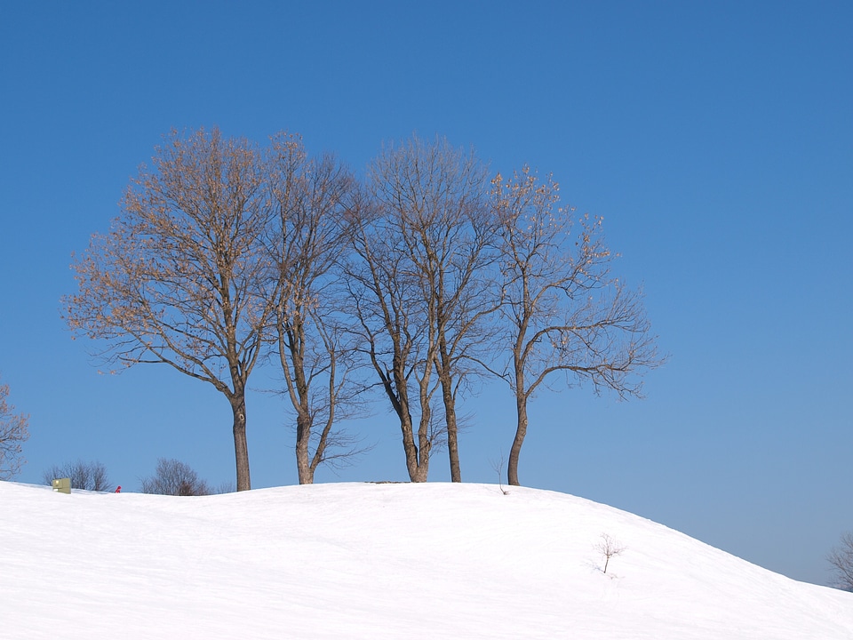 Snow tree nature