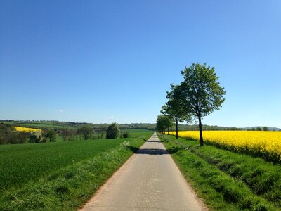 Away field of rapeseeds landscape