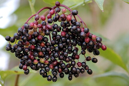 Black elderberry berries holder bush photo