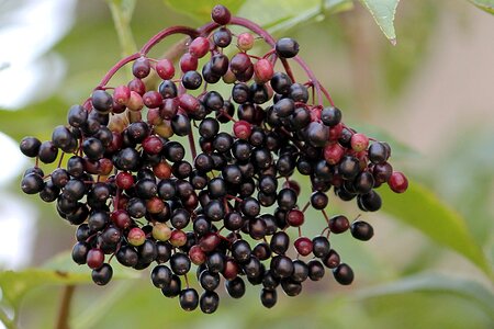 Black elderberry berries holder bush