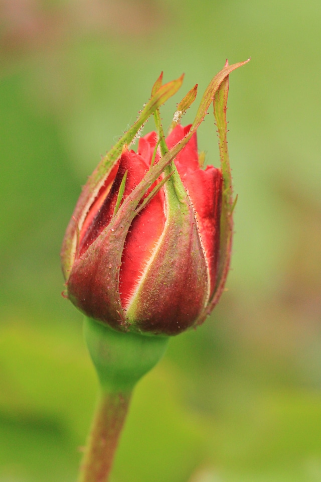 Rose bud flower flowers