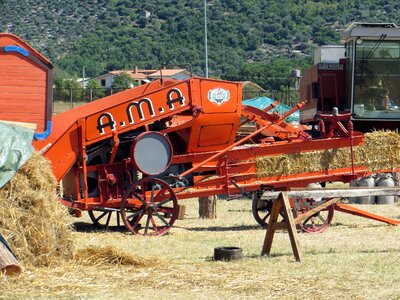 Threshing wheat hay