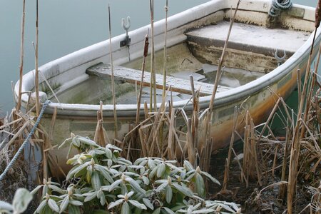 Rowing boat frost rhododendron