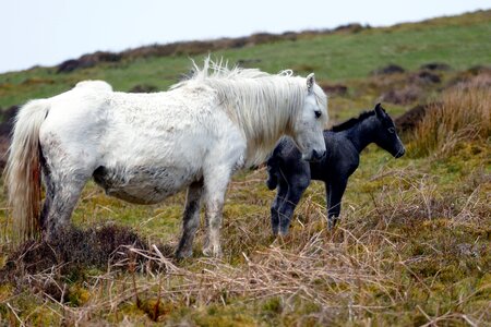 Equestrian white grass photo