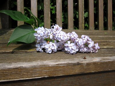 Nature petals purple photo