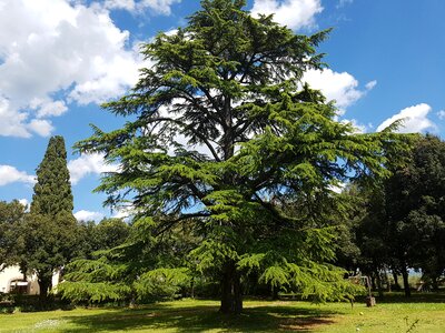 Seed plant ancient tree photo