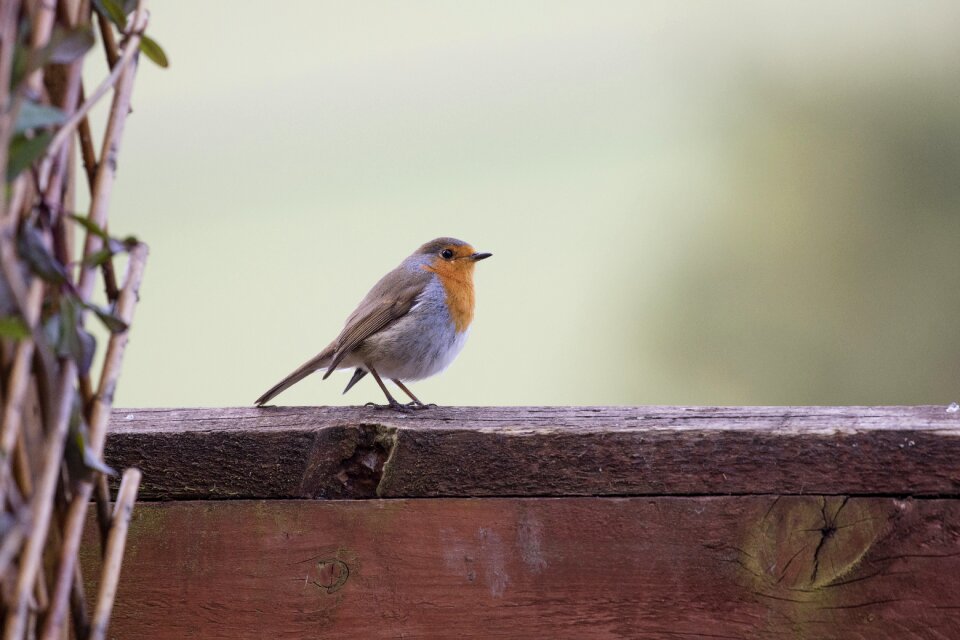 Redbreast erithacus birdwatching
