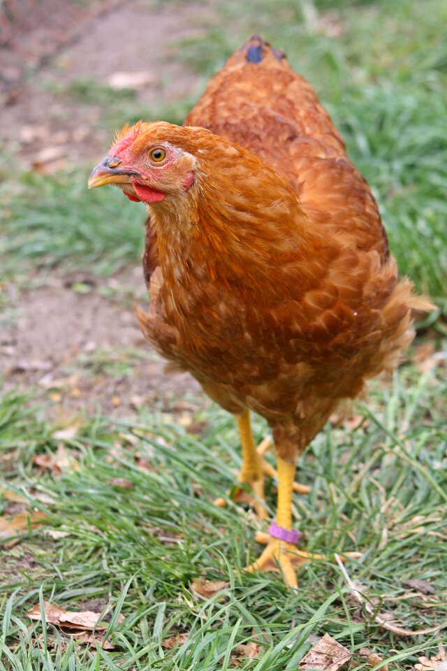 Chicken bill dresden chicken