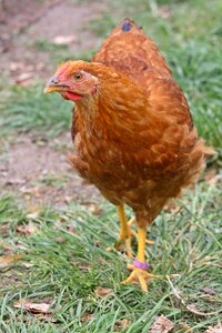 Chicken bill dresden chicken