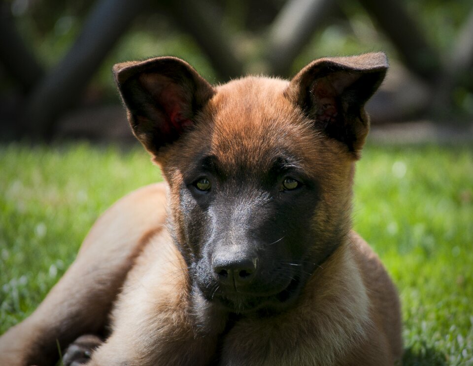 Belgian shepherd animal garden photo