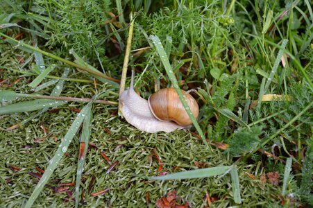 Mollusk nature drops