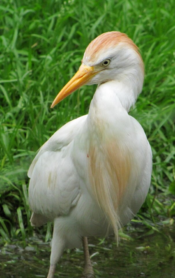 Nature plumage animal portrait