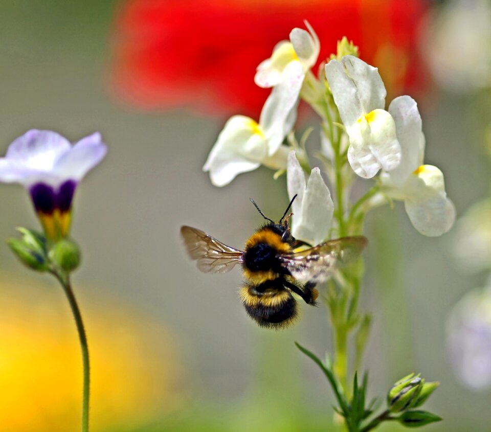 Flowers nature beautiful