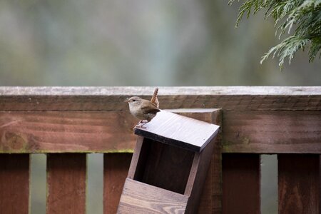 Nature wildlife ornithology