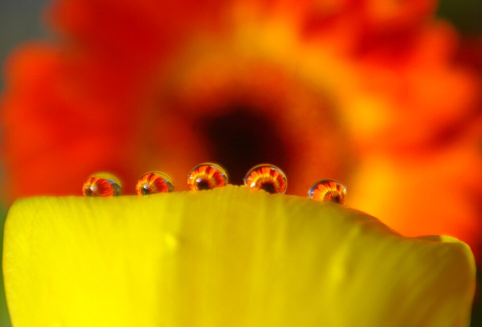 Flower mirroring macro