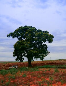 Serrated brazil rural